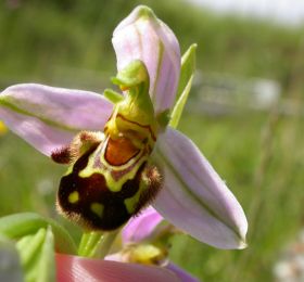 Bee orchid © Tim Wilkins/Plantlife